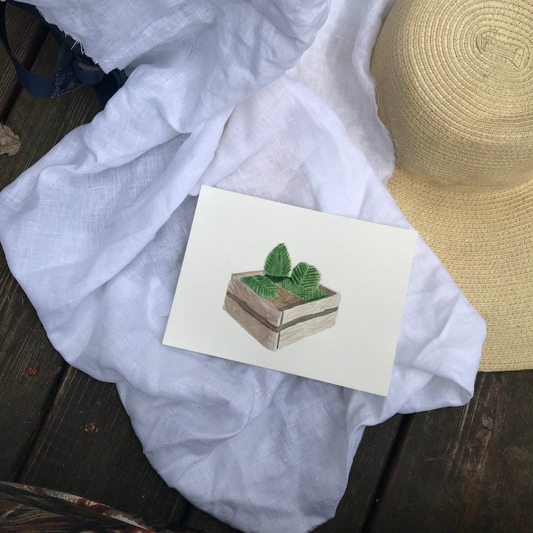 Watercolour illustration of cocoa beans being fermented in a box.