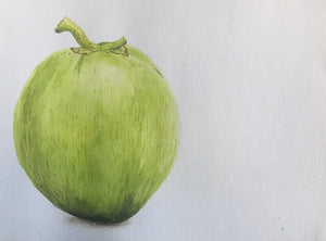 Coconut Watercolour Painting