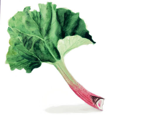 Rhubarb Original